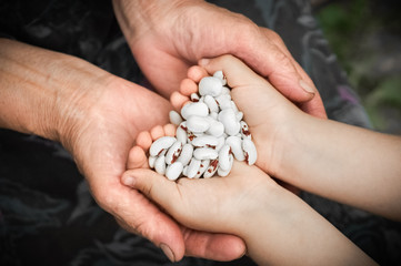 Kidney beans. White kidney beans with red spots in the hands of grandmother and little girl, In the hands of vegetables. Clouse-up