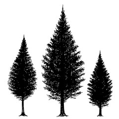 Freehand sketch  illustration of set of grunge pine tree