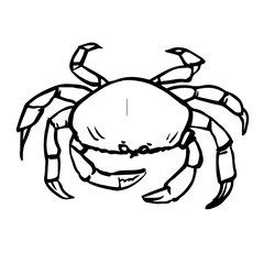freehand sketch illustration of crab