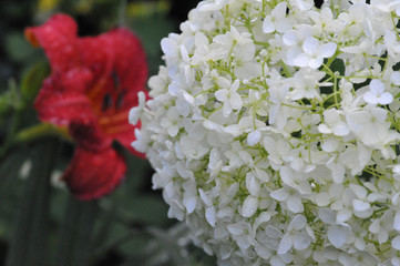 white hydrangea flower in drops of dew