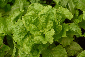 Top view of lettuce leaves on bush of lettuce grows on a garden. organic gardening.