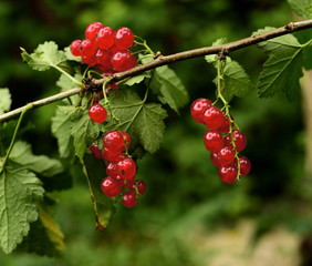 Closeup of ripe redcurrant on the branch. selective focus.