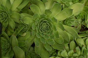 Closeup of big Sempervivum tectorum (common houseleek). Green succulent background.