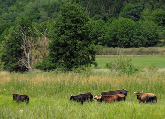 Schwarze Hochlandrinder