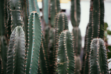 Close-up of many light green botanical Barrel cactus .