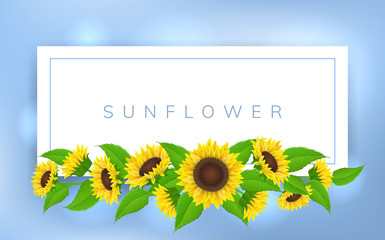 Horizontal banner frame with yellow sunflower and green leaf. Vector illustration for summer and floral design background