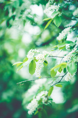Blooming bird cherry tree in the garden. Selective focus.