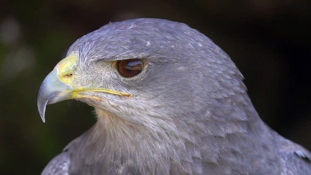 Portrait of Black-Chested Buzzard-Eagle (Geranoaetus melanoleucus)