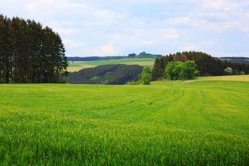 Obraz premium Green wheat field and blue sky.