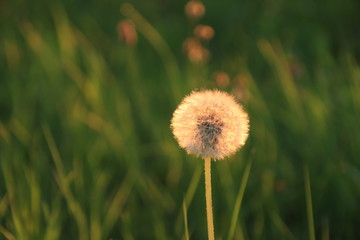 Pusteblume