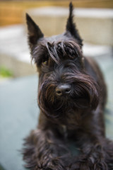 Miniature Schnauzer is standing close up