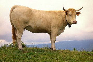 Portrait einer spanischen Kuh auf einem Hügel mit grünem Gras.