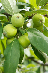 Fruits of immature apples on the branch of tree