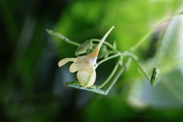 yellow,small flowers of Impatiens parviflora wild plant close up