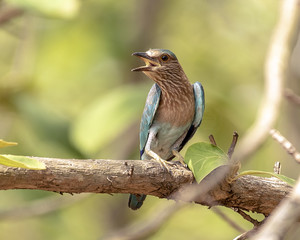 Indian Roller