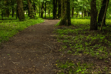 summer nature forest outdoor park with trail landscape