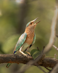 Indian Roller