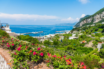 Red Dipladenia flowers with Capri coastline on the background