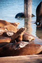 Sleeping cute sea lions at Pier 39 San francisco, California, USA