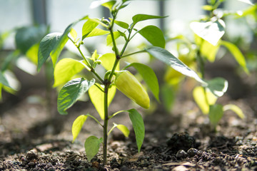 organic green pepper