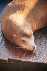 Fototapeta premium Sleeping cute sea lions at Pier 39 San francisco, California, USA