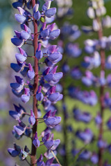 Violet lupines flowering in the meadow, close up, shallow depth of field