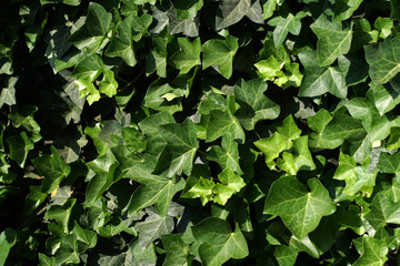Wall covered with green ivy