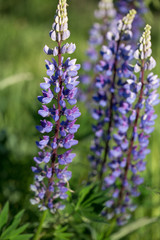 Violet lupines flowering in the meadow, close up, shallow depth of field
