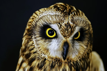 Short-eared Owl (Asio flammeus), Greece