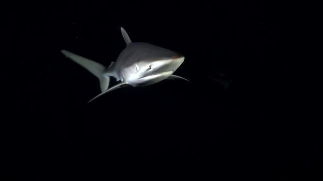 Silky shark attacks my camera at night, Red Sea. Shark swims towards the camera.
