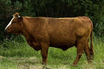 cows graze on the field in the summer evening