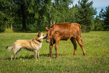 friendship of a calf and a dog that guards it