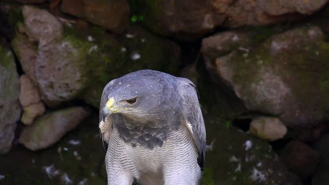 Black-Chested Buzzard-Eagle (Geranoaetus melanoleucus)