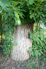 close up showing the bark of a tree painting in white color