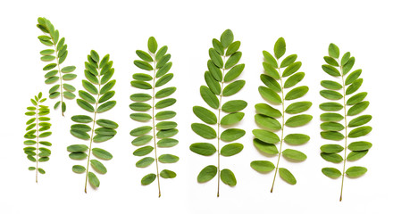 floral acacia leaves on white background isolated for a designer floral composition