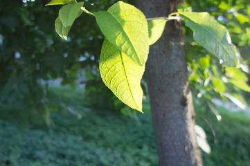 green leaf on the small tree