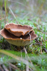 mushroom