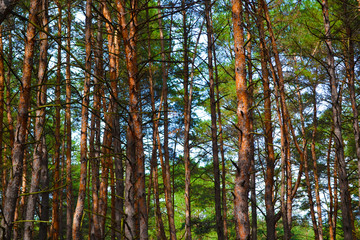 Pine forest