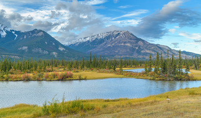 Spruce Trees and mountain landscape
