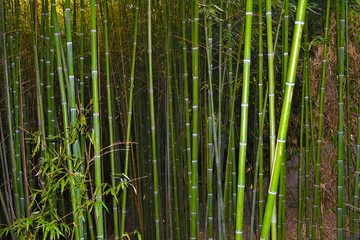 Fototapeta premium bamboo