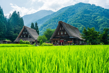 Fototapeta premium 初夏の五箇山