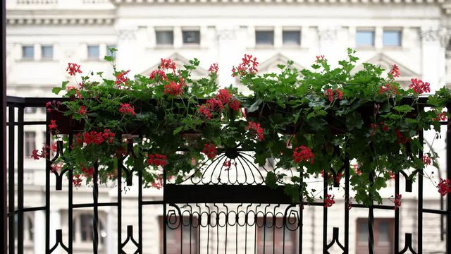 Green plants with red flowers in pots