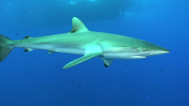 Silky shark swims close to my camera - Red Sea