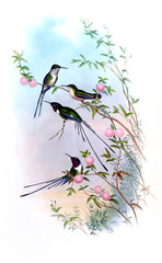 Obrazy  Ilustracja kolibra.
