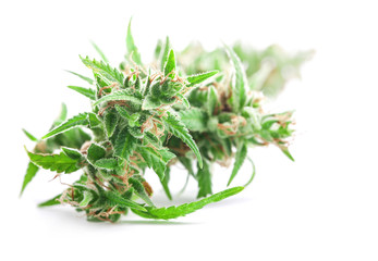 Fresh Medical marijuana isolated on white background. Therapeutic and medicinal cannabis