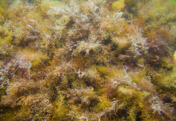 seaweed under water