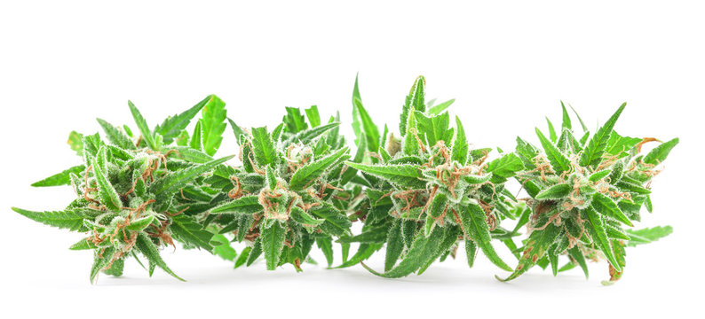 Fresh Medical marijuana isolated on white background. Therapeutic and Medical cannabis