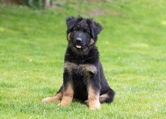 German shepherd puppy dog