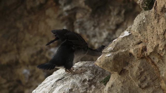 Adult Stewart Island Shag stretches its wings in the wind on rock