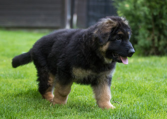 German shepherd puppy dog